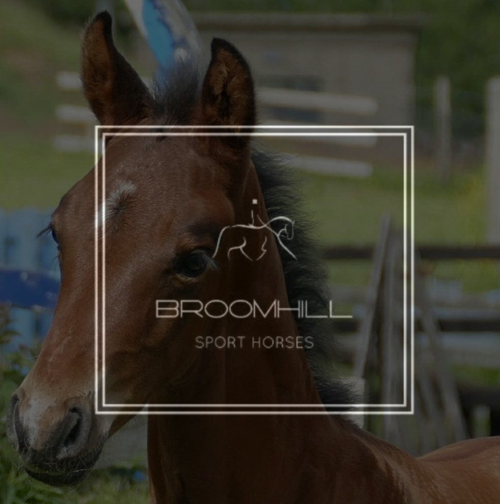 Broomhill Sport Horses